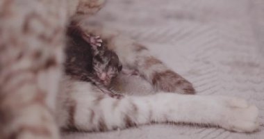 Anne kedi ıslak newborn yavru kedi yalıyor