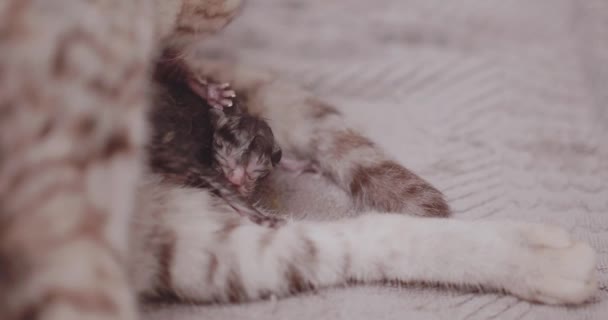 母猫はウェットの生まれたばかりの子猫をなめる — ストック動画