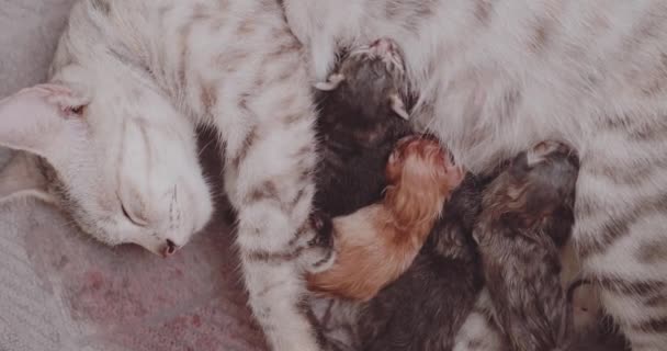 Nahaufnahme Katzenmutter Füttert Ihr Neugeborenes Mit Vier Süßen Kätzchen — Stockvideo