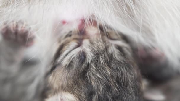 Primer Plano Lindo Recién Nacido Gatito Siendo Alimentado Por Madre — Vídeo de stock