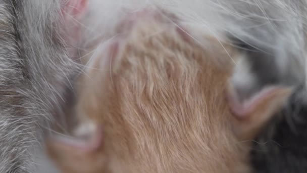 Annesi Tarafından Beslenen Sevimli Yeni Doğan Yavru Kedi Closeup — Stok video