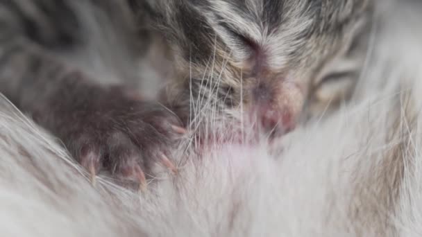 Primer Plano Lindo Recién Nacido Gatito Siendo Alimentado Por Madre — Vídeos de Stock