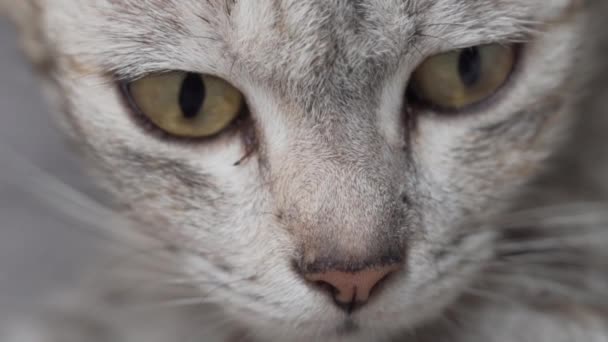 Крупним Планом Сірий Кіт Жовтими Очима — стокове відео