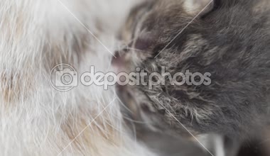 Annesi tarafından beslenen sevimli yeni doğan yavru kedi closeup