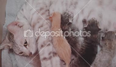 Onun yeni doğan dört sevimli yavru besleme Closeup anne kedi