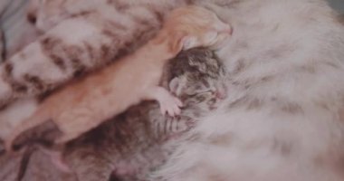 Onun yeni doğan dört sevimli yavru besleme Closeup anne kedi