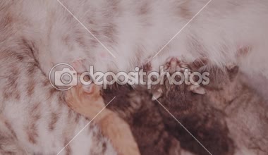 Onun yeni doğan dört sevimli yavru besleme Closeup anne kedi