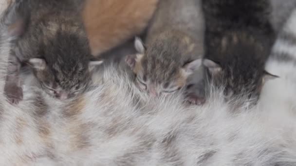 Nahaufnahme Katzenmutter Füttert Ihr Neugeborenes Mit Vier Süßen Kätzchen — Stockvideo