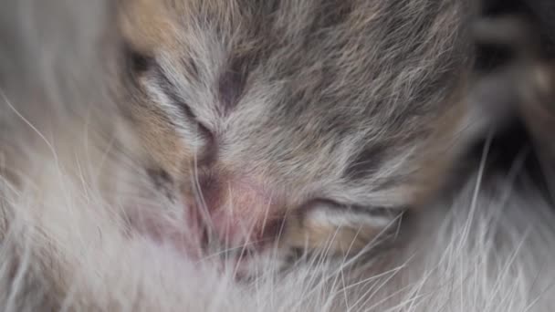 Close Gatinho Recém Nascido Bonito Sendo Alimentado Pela Mãe — Vídeo de Stock