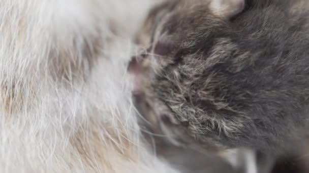 Close Van Leuk Pasgeboren Katje Gevoed Door Moeder — Stockvideo