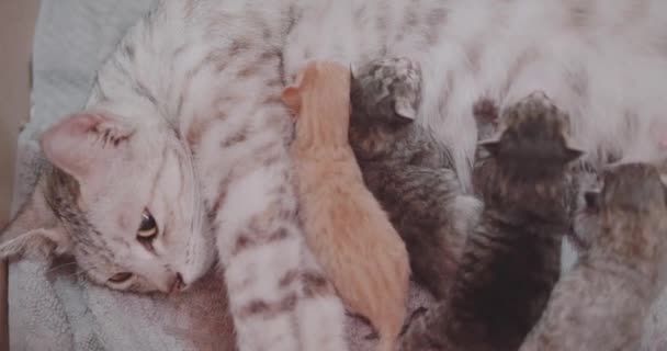 Nahaufnahme Katzenmutter Füttert Ihr Neugeborenes Mit Vier Süßen Kätzchen — Stockvideo