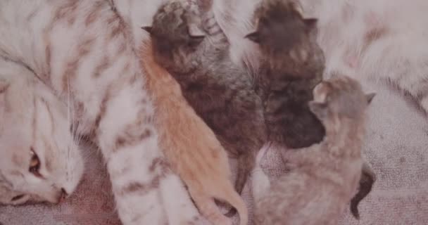 Onun Yeni Doğan Dört Sevimli Yavru Besleme Closeup Anne Kedi — Stok video