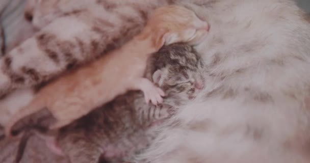 Gros Plan Mère Chat Nourrir Son Nouveau Quatre Chatons Mignons — Video