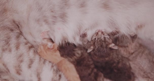 Closeup Mother Cat Feeding Her Newborn Four Cute Kittens — Stock Video