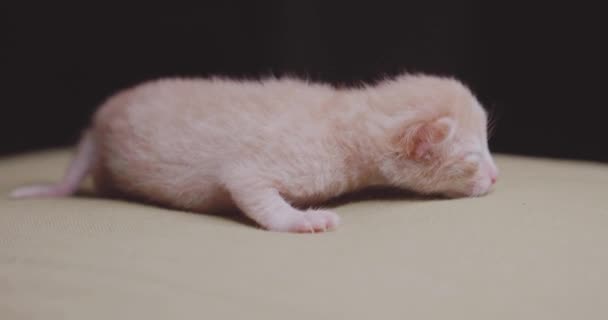 Newborn Ginger Kitten Green Pillow — Stock Video