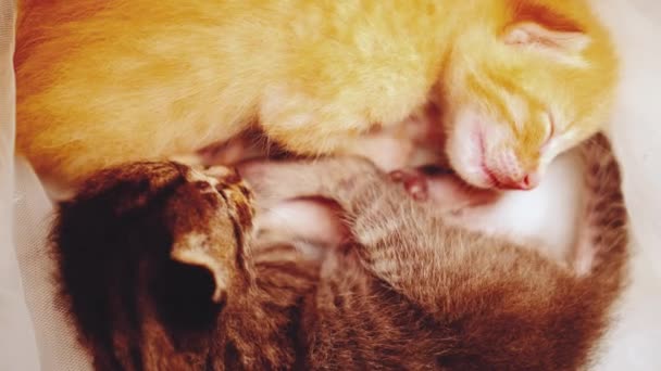 两只可爱的新生小猫熟睡的特写 — 图库视频影像