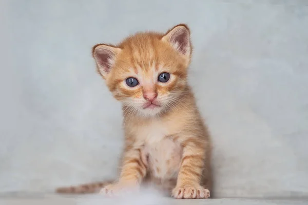 Kleine Schattige Kitten Met Blauwe Ogen Binnenshuis Grijs Muur Achtergrond — Stockfoto