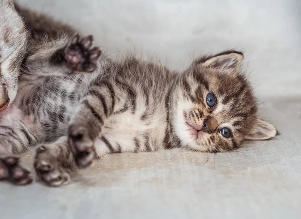 Vacker Grå Kattunge Med Mamma Katt Mamma Inomhus Över Grå — Stockfoto