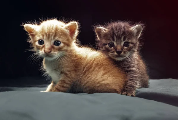 Маленькі Чарівні Кошенята Ліжку Милі Домашні Тварини Приміщенні — стокове фото