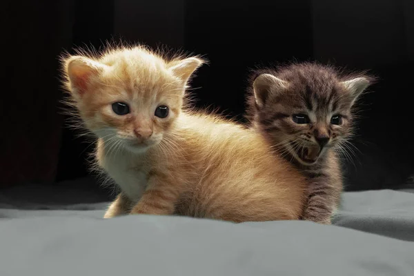Kleine Entzückende Kätzchen Auf Dem Bett Niedliche Haustiere Drinnen — Stockfoto