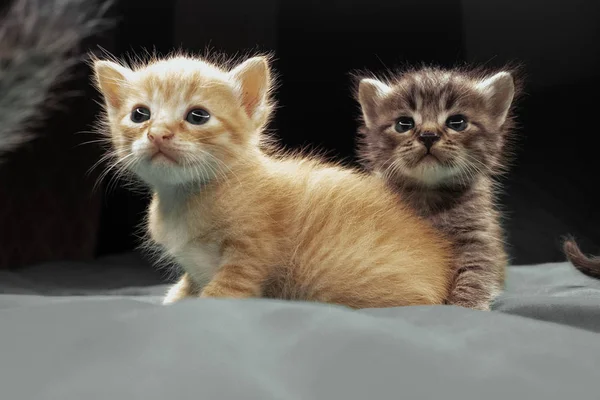 Pequenos Gatinhos Adoráveis Cama Bonitos Animais Estimação Dentro Casa — Fotografia de Stock
