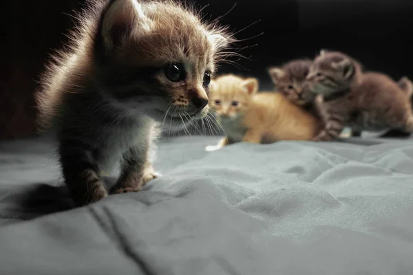 ベッドの上の小さな愛らしい子猫 屋内でのかわいいペット — ストック写真