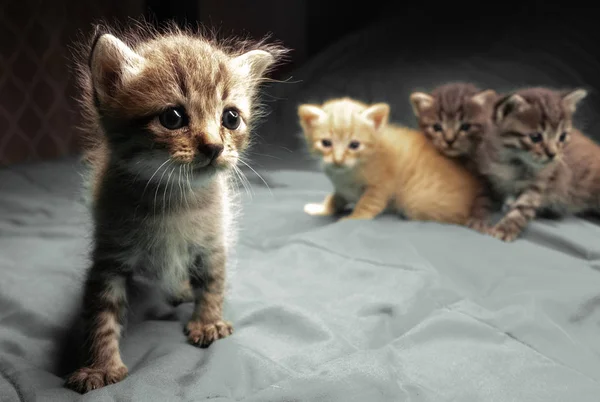 Små Bedårande Kattungar Sängen Söta Husdjur Inomhus — Stockfoto