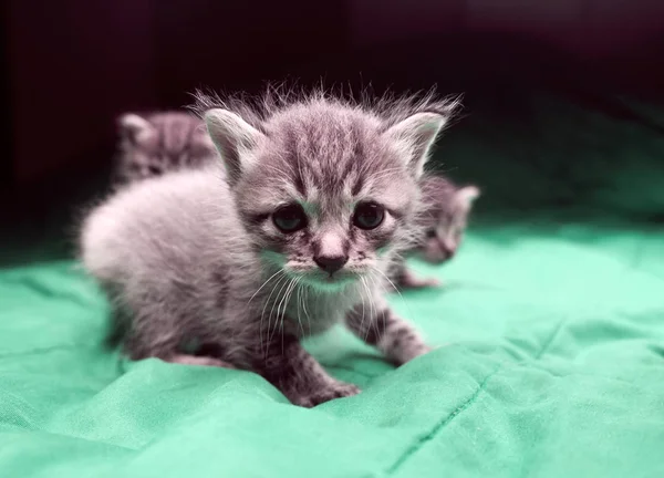 Kleine Entzückende Kätzchen Auf Dem Bett Niedliche Haustiere Drinnen — Stockfoto