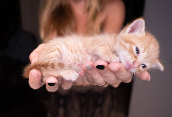 Fechar Mãos Mulher Segurando Bonito Gengibre Bebê Gatinho — Fotografia de Stock