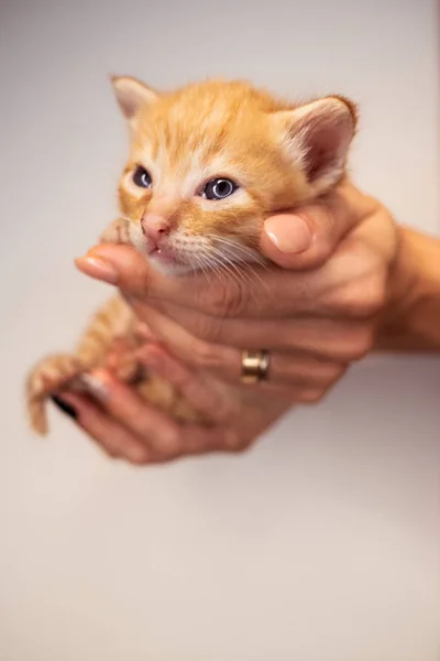 Menutup Tangan Wanita Memegang Anak Kucing Berambut Pirang Yang Lucu — Stok Foto