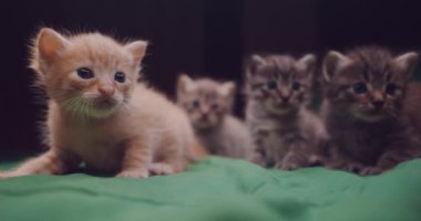 Yatakta küçük sevimli yavru kedi. Sevimli hayvanlar kapalı