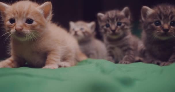 Pequeños Gatitos Adorables Cama Lindas Mascotas Interiores — Vídeo de stock