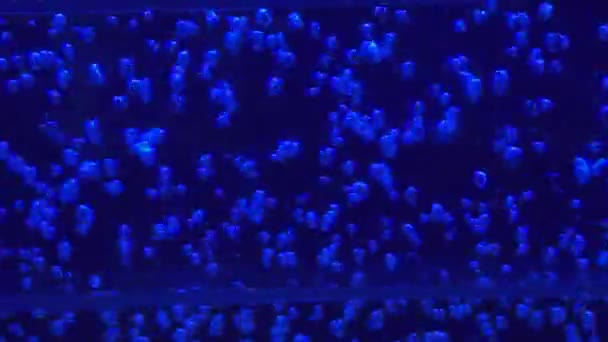 Nahaufnahme Luftblasen Illumination Nachtclub — Stockvideo