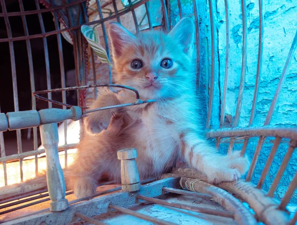Pequeño Adorable Jengibre Gatito Con Azul Ojos Sentado Viejo Pájaro — Foto de Stock