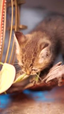 Yeşil yaprakları bitki - dikey video ile oynarken küçük sevimli gri yavru kedi