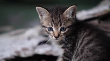 Ahşap üzerine oturan mavi gözlü küçük sevimli yavru kedi