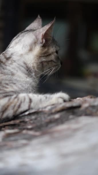 Vidéo verticale de beau chat gris couché sur le bois 