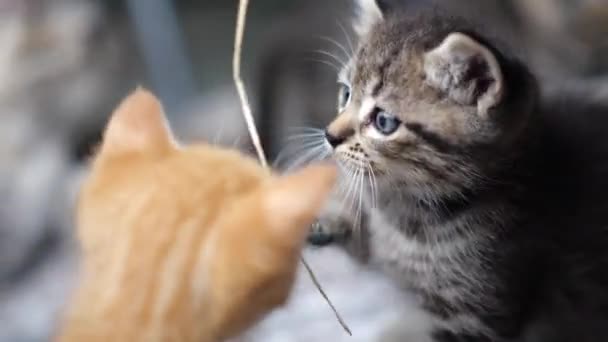 可爱的小猫 蓝色的眼睛坐在木头上玩草稻草 — 图库视频影像