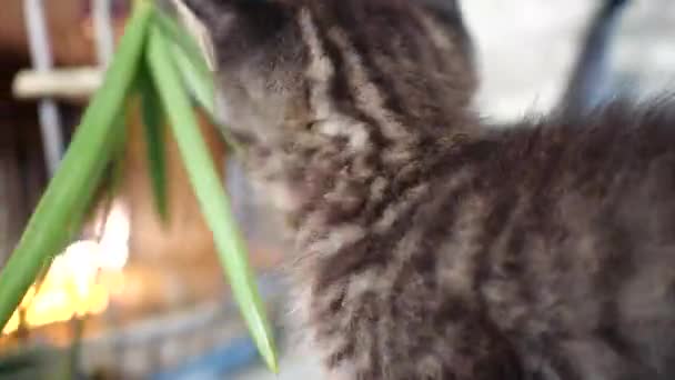 Kis Aranyos Szürke Cica Játék Zöld Levelek Növény Kék Szemmel — Stock videók