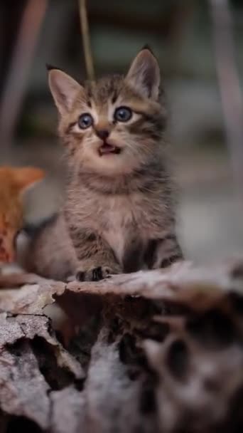 Petit chaton adorable aux yeux bleus assis sur le bois et jouant avec la paille d'herbe - vidéo verticale 