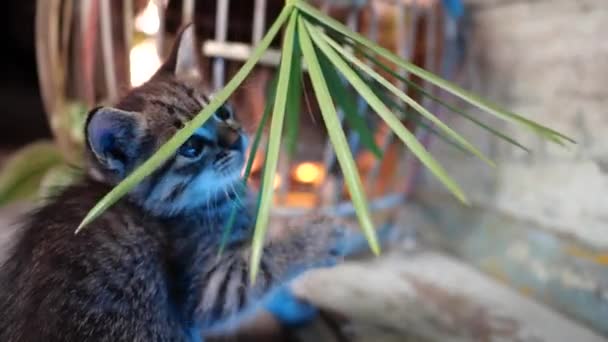 緑の葉の植物と遊ぶ青い目をした小さな愛らしい灰色子猫 — ストック動画