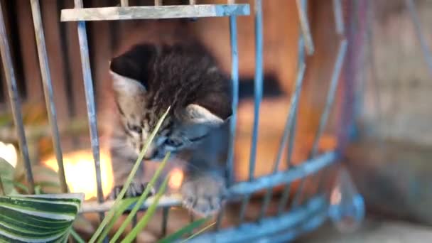 小さな愛らしい灰色の子猫とともに青い目遊びます緑の葉植物 — ストック動画
