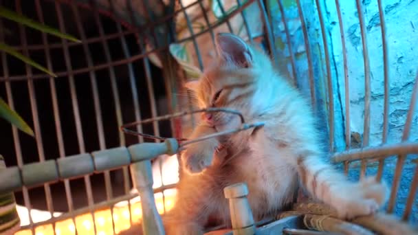 古い鳥かごに座っている青い目をした小さな愛らしい生姜子猫 — ストック動画