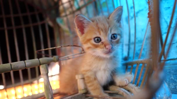 Kleine Schattige Gember Kitten Met Blauwe Ogen Zittend Oude Vogelkooi — Stockvideo