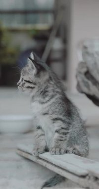 Mavi gözlü küçük sevimli yavru kedi açık havada - dikey video oynatılması