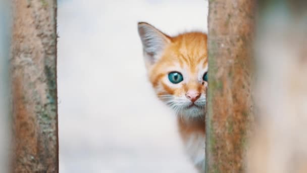 Pequeno Gatinho Adorável Com Olhos Azuis Olhando Atrás Das Grades — Vídeo de Stock