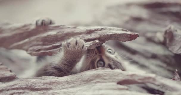 木片で遊ぶ青い目をした小さなかわいい子猫 — ストック動画