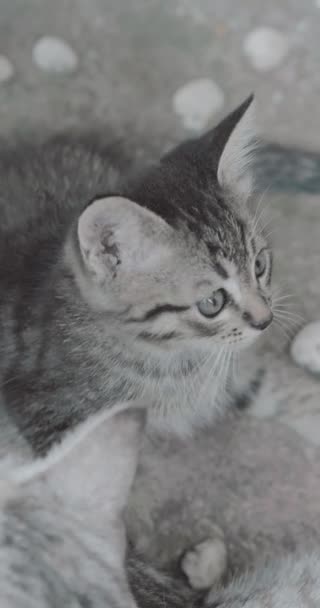 Pequeño Gatito Adorable Con Ojos Azules Jugando Aire Libre Vídeo — Vídeos de Stock