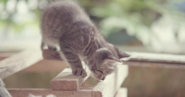 Pequeño Gatito Adorable Con Ojos Azules Jugando Aire Libre — Vídeo de stock