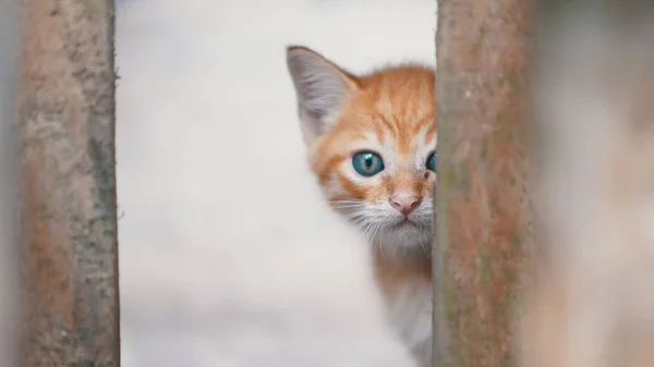 Pequeno Gatinho Adorável Com Olhos Azuis Olhando Atrás Das Grades — Fotografia de Stock
